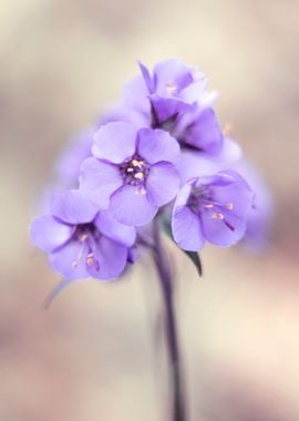 Spring flowers