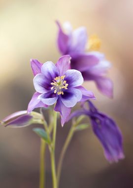 Spring flowers