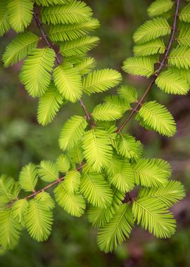 Spring leaves