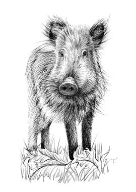 Baby wild boar