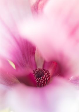 Pink magnolia flower macro