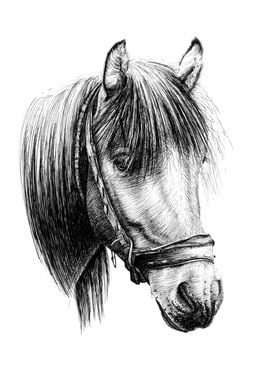 Horse portrait