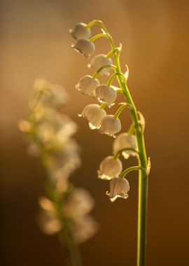 Lily of the valley