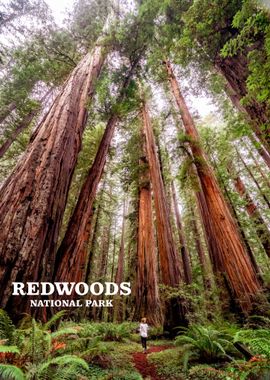 redwood national park