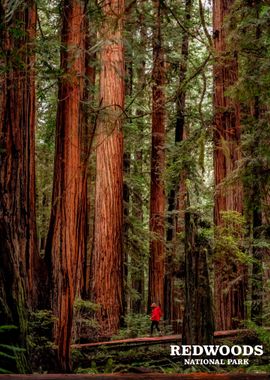 redwood national park