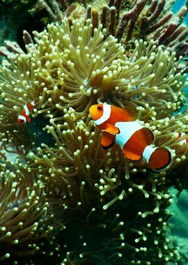 Clownfish Duo in anemone 