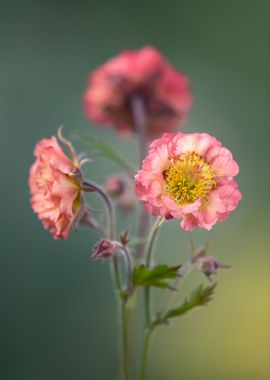 Spring flowers