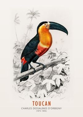 Toucan Illustration