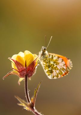 Spring butterfly