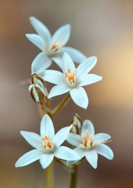 Spring flowers