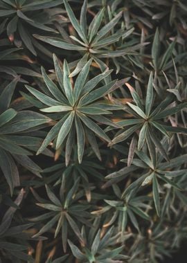 Moody green plants