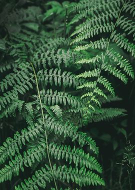 Green Ferns