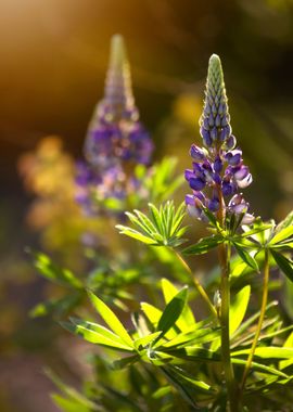 Spring flowers