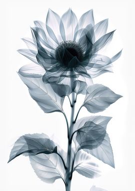 Sunflower in xrays