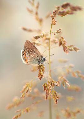 Summer butterfly