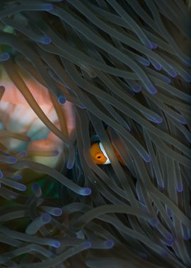 Peaking out of the anemone