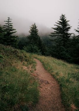 Foggy Forest Trail