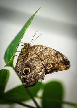 Butterfly Pose