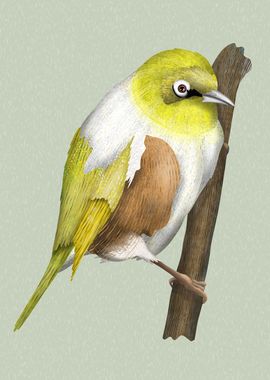 Silvereye waxeye tauhou