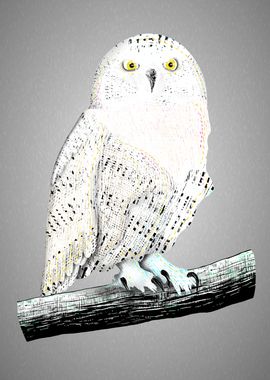 Snowy owl