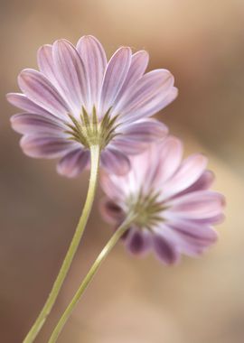 Pink flowers