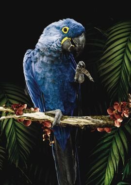 Macaw Parrot