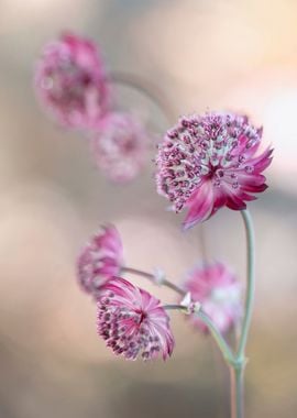 Pink flowers