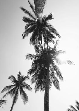 black and white palm tree