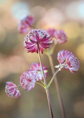 Spring flowers