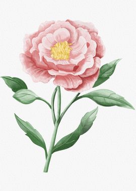 Watercolour Peony