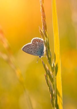 Spring butterfly