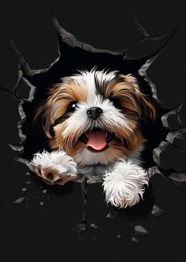 Shih Tzu