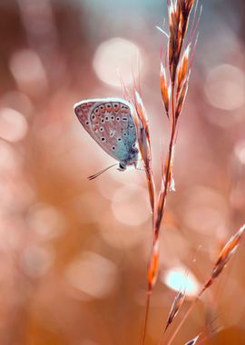 Spring butterfly