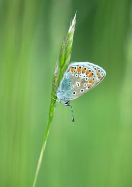 Spring butterfly