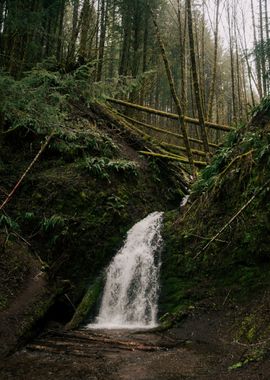 Little Forest Waterfall