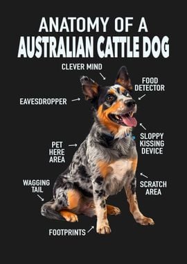 Australian cattle dog