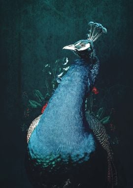 Peacock No2