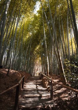 Bamboo Forest Japan