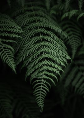 Lush Green Fern