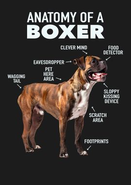 Boxer