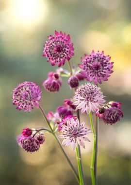 Spring flowers