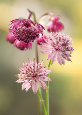 Spring flowers