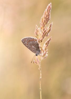 Spring butterfly