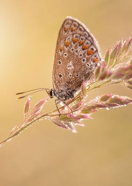 Spring butterfly