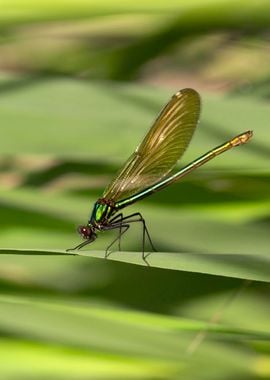 Dragonfly