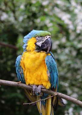 The Blue and Yellow Macaw