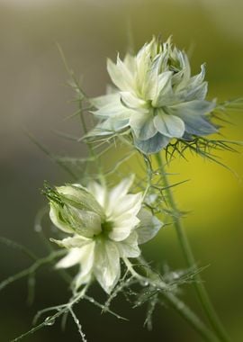 Nigella