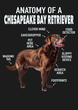 Chesapeake bay retriever