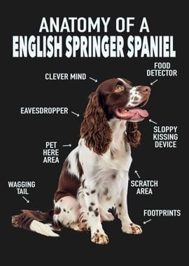 English springer spaniel