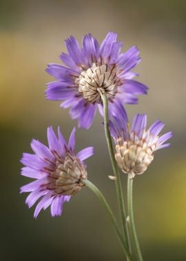 Purple flowers